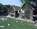 Шанхайские голуби