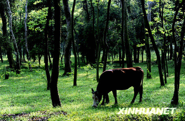 Этот красивый пейзаж расположен в уезде Тайхэ провинции Цзянси и насчитывает тысячелетнюю историю.