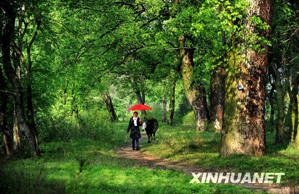 Этот красивый пейзаж расположен в уезде Тайхэ провинции Цзянси и насчитывает тысячелетнюю историю.