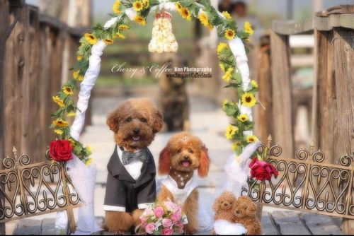 Собачья свадьба 4
