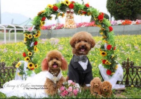 Собачья свадьба 1