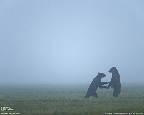 Лучшие фотографии мартовского номера американского журнала «Национальная география»