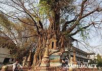 Изумительное зрелище – дерево, растущее из башни, в провинции Юньнань