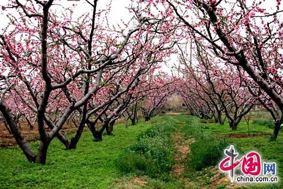 11-й международный фестиваль цветов персика открылся в районе Пингу Пекина 