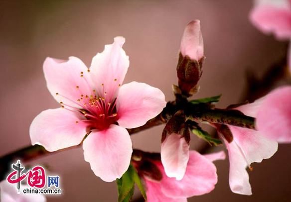 11-й международный фестиваль цветов персика открылся в районе Пингу Пекина 