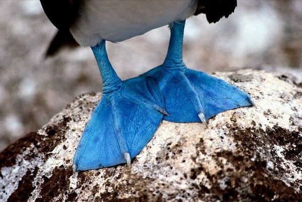 Такие птицы с синими конечностями обитают на Галапагосских островах в Эквадоре. 蓝铜矿，在显微镜下呈现复杂的蓝色图案