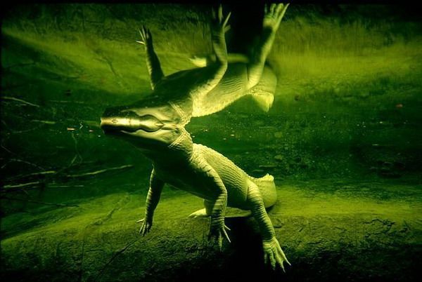 В одном из зоопарков Нового Орлеана редкий белый крокодил выглядит как зеленый под водой.