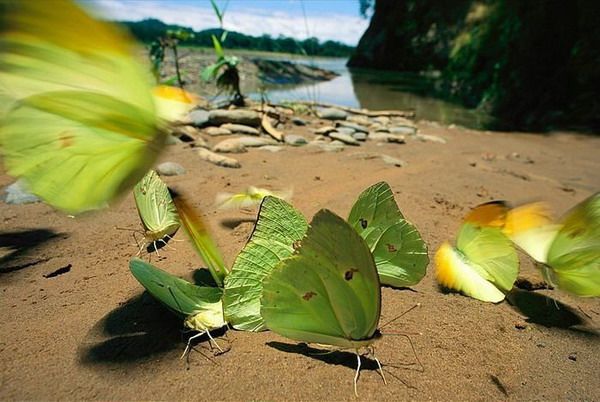 В государственном парке ?Мадиди? Боливии зеленые бабочки остаются на берегу реки.