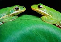 В дельте Aтчафалайя две зеленые лягушки встречаются друг с другом.