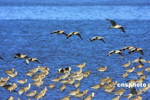 Место отдыха перелетных птиц в водно-болотных угодьях в устье реки Ялуцзян 1