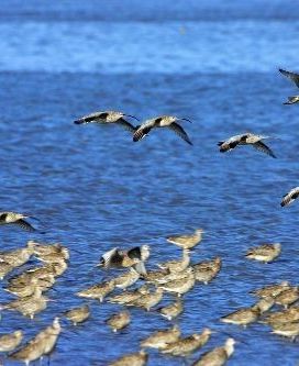 Место отдыха перелетных птиц в водно-болотных угодьях в устье реки Ялуцзян