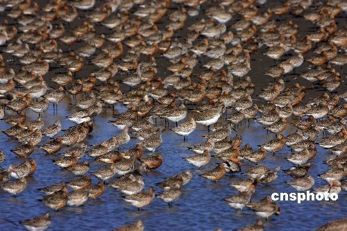 Место отдыха перелетных птиц в водно-болотных угодьях в устье реки Ялуцзян 2