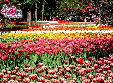Красивые расцветающие тюльпаны в Пекинском ботаническом саду