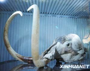 Мамонты из России выставлены в Пекине
