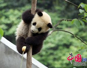 Симпатичные детеныши панды на базе больших панд ?Яань? провинции Сычуань