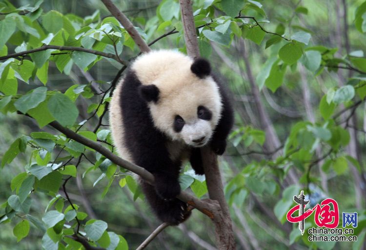 Симпатичные детеныши панды на базе больших панд «Яань» провинции Сычуань 