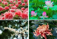 Десятка самых известных цветов Китая