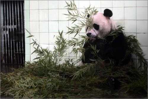 В Шанхайском зоопарке будет построен новый павильон для больших панд в честь встречи ЭКСПО-2010 