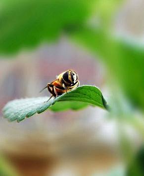 Симпатичные пчелы