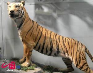 17 мая открылся Китайский государственный музей животных