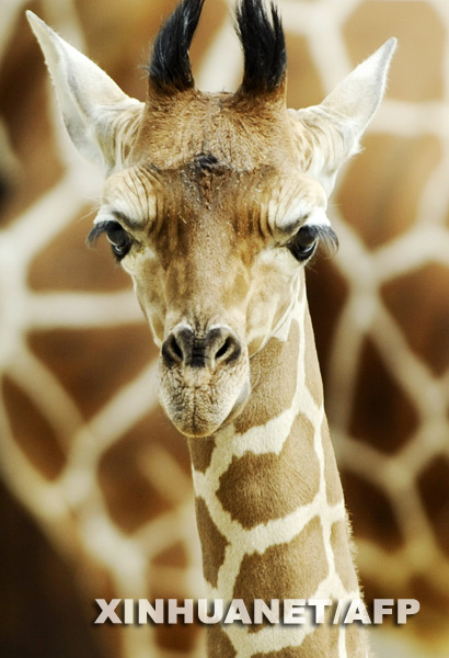 Симпатичный детеныш жирафа 3