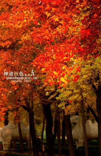 Красивая осень на «Святой дороге» в гробницу «Минсяоли» г. Нанкин 