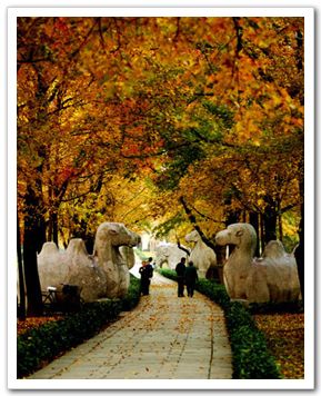 Красивая осень на «Святой дороге» в гробницу «Минсяоли» г. Нанкин