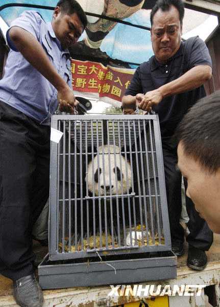 Большие панды из города Чэнду приехали погостить в город Гуйян 
