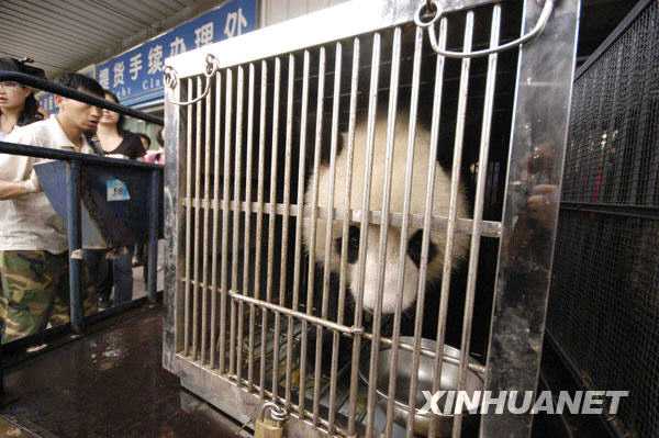 Большие панды из города Чэнду приехали погостить в город Гуйян 
