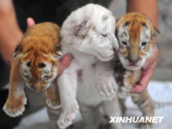 Золотая тигрица Цинцин родила тройню в г. Гуанчжоу