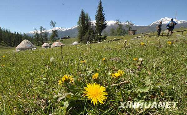 Прекрасные полевые цветы в живописном районе Канас Синьцзян-Уйгурского автономного района