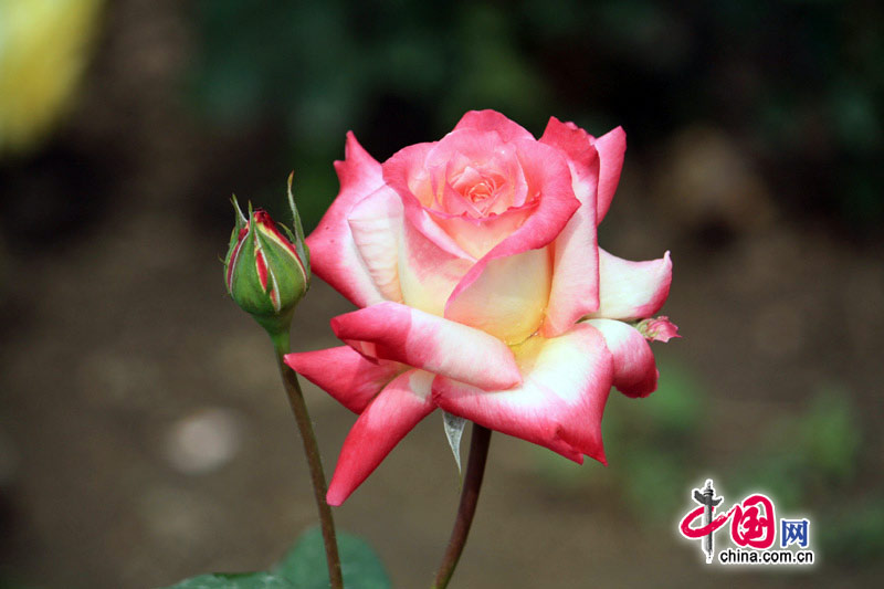 Прекрасные цветы на Пекинском фестивале чайных роз