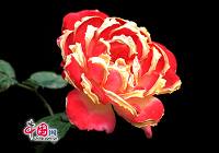 Прекрасные цветы на Пекинском фестивале чайных роз