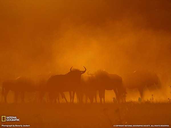 Лучшие фотографии мая по версии журнала ?National Geographic?