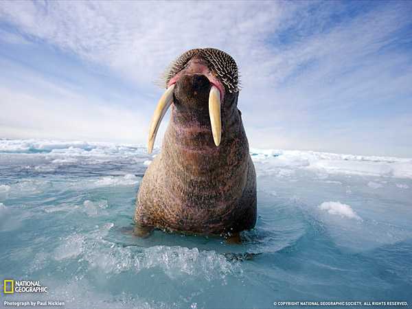 Лучшие фотографии мая по версии журнала ?National Geographic?