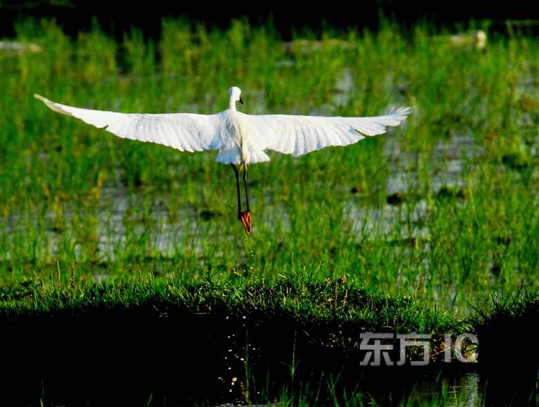 Экологические водно-болотные угодья в городе Гуйян – рай для белых цапель