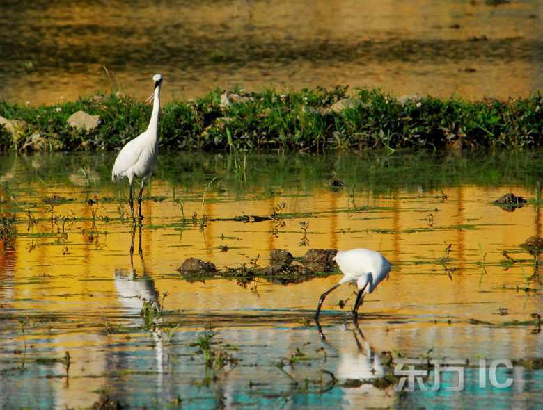 Экологические водно-болотные угодья в городе Гуйян – рай для белых цапель