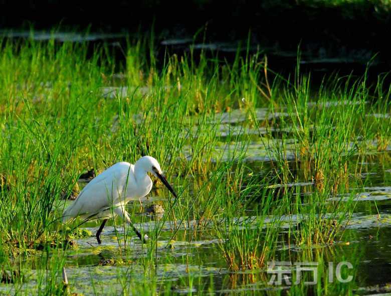 Экологические водно-болотные угодья в городе Гуйян – рай для белых цапель