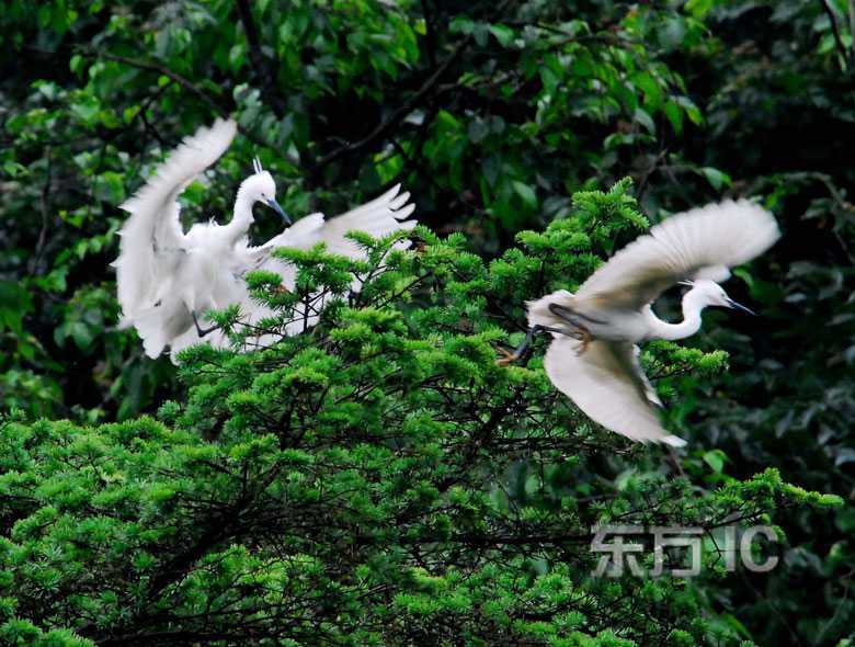 Экологические водно-болотные угодья в городе Гуйян – рай для белых цапель