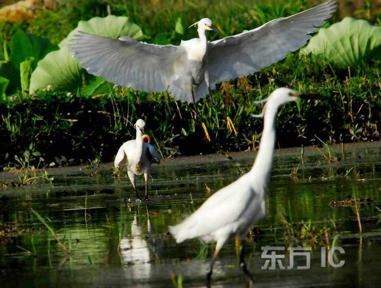 Экологические водно-болотные угодья в городе Гуйян – рай для белых цапель