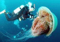 В Японском море появились огромные медузы весом в 200 килограммов.