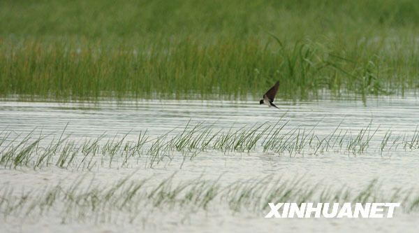 Водно-болотный сад в устье реки Миньцзян 6