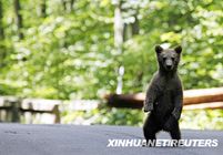 Медведь разгуливает по улице
