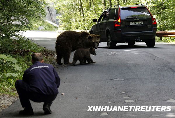 Медведь разгуливает по улице 