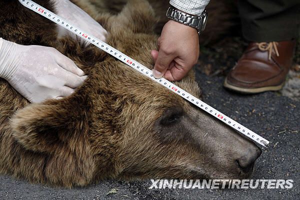 Медведь разгуливает по улице 