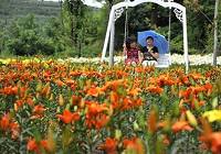 Лилии в экологическом туристическом парке «Хунъегу» города Цзиньнань
