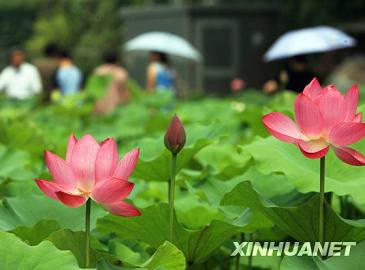 Очаровательные лотосы в городе Сучжоу провинции Цзянсу