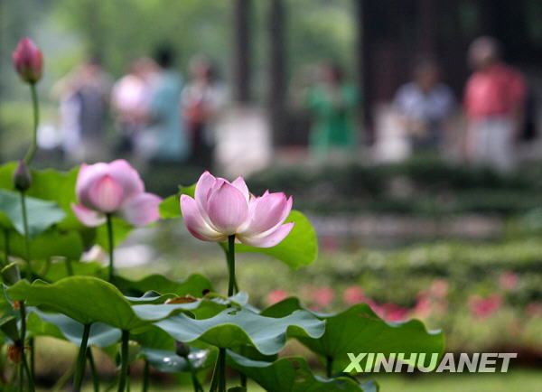 Очаровательные лотосы в городе Сучжоу провинции Цзянсу