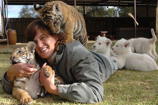 Южноафриканская женщина стала мамой для диких тигров и львов 