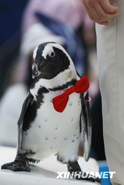 Очень симпатичные пингвины